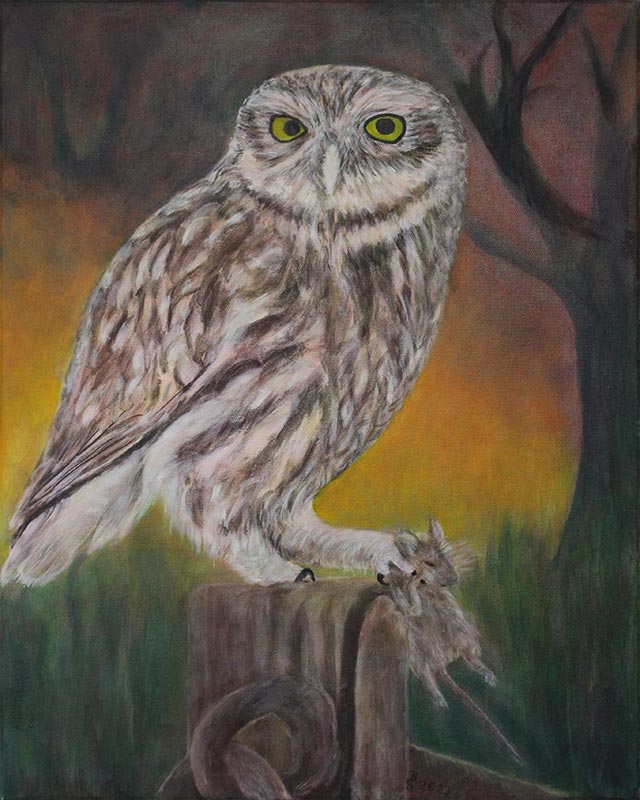 Steinkauz - Acryl auf Leinwand 40 x 50 cm